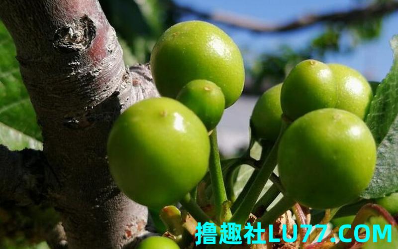 梦见青樱桃 梦见青樱桃