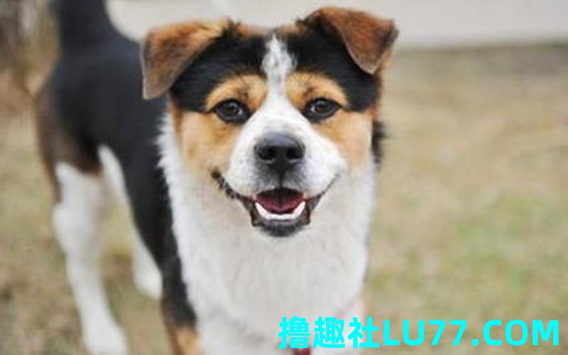 梦见狗围困 梦见狗围困