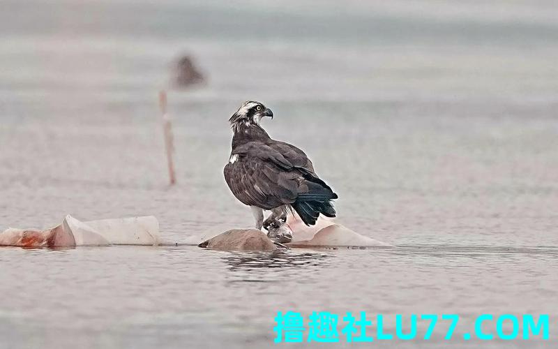 梦见鹗