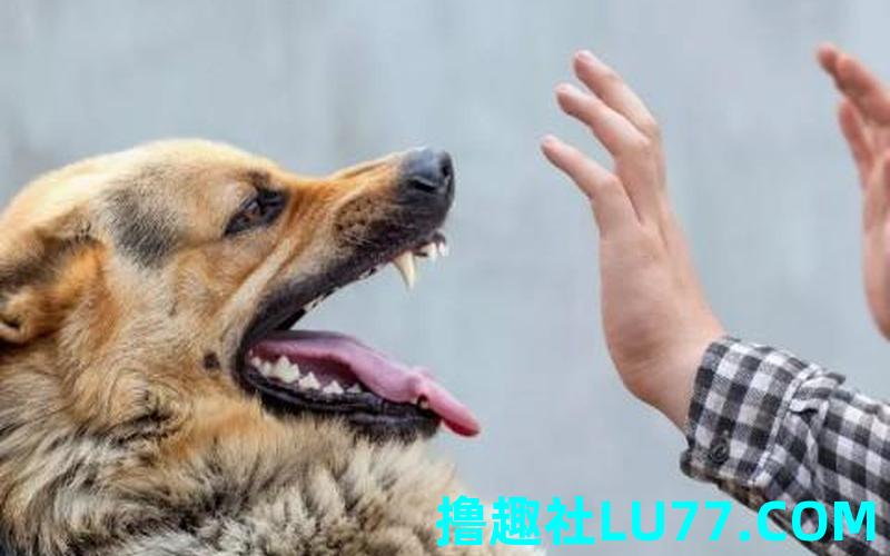 梦见狼狗追着咬我 梦见狼狗追着咬我