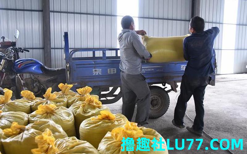梦见收油菜籽 梦见收油菜籽