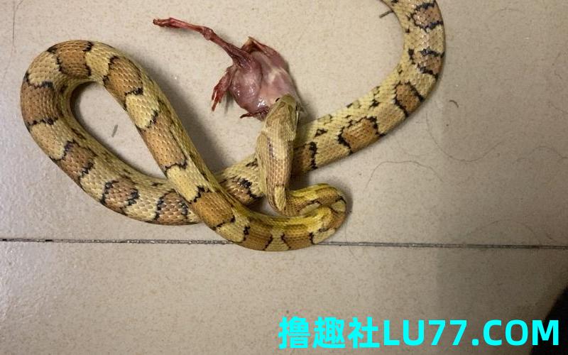 梦见蛇去吃鸡