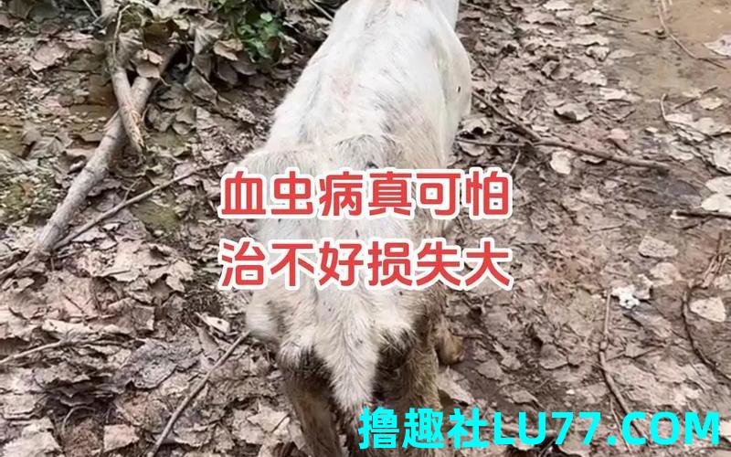梦见羊变虫