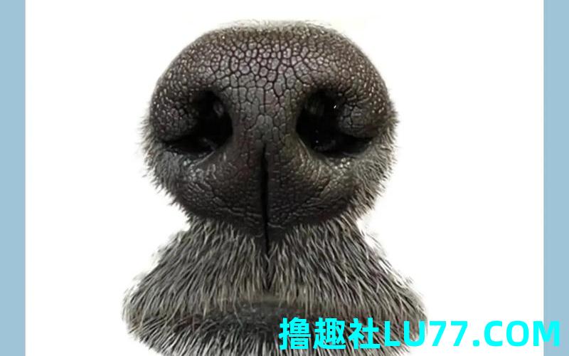 梦见火腿嗅 梦见火腿嗅
