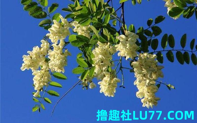 梦见拘槐花 梦见拘槐花