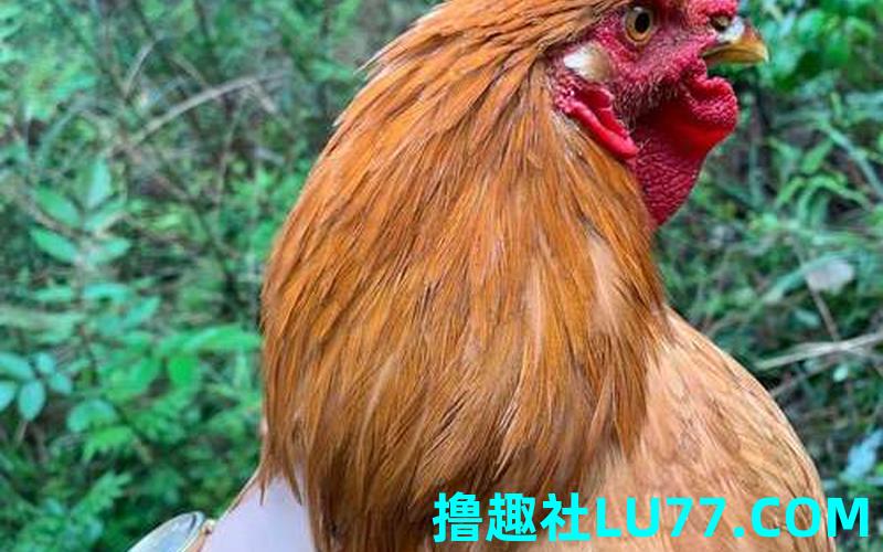 梦见鸡啄屎溅
