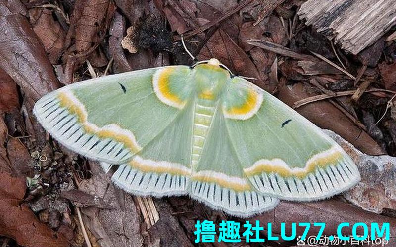 梦见全身蛾