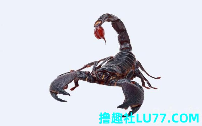 梦见打蝎子是什么意思