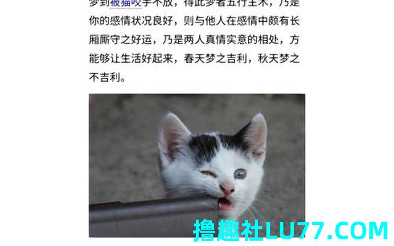 梦见送我只猫
