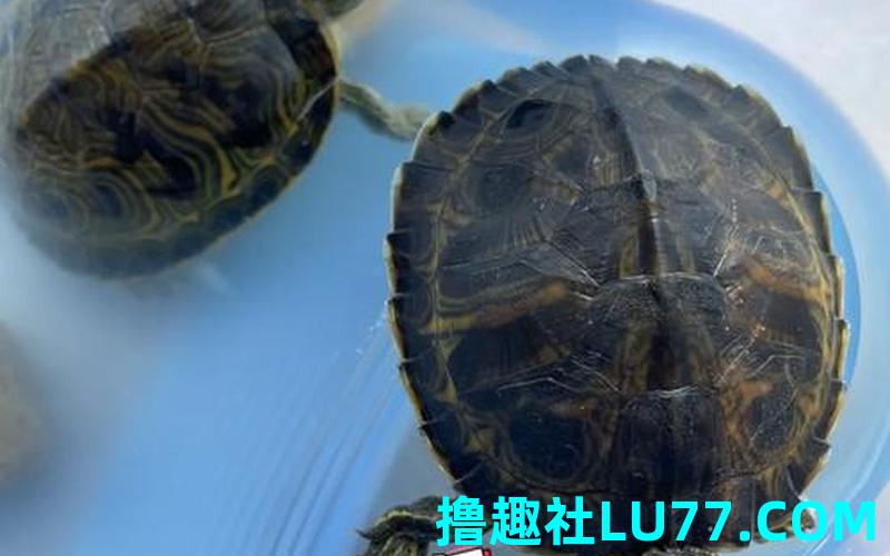 梦见抓白乌龟 梦见抓白乌龟