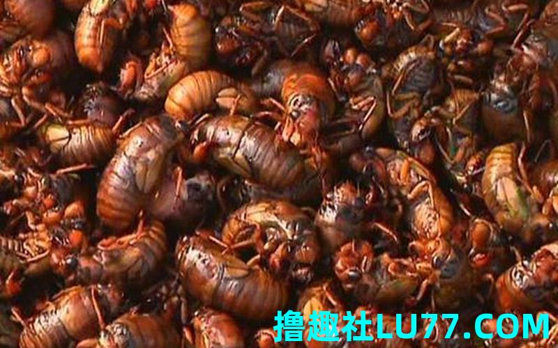 蝉梦见