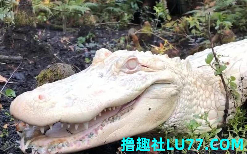 梦见白色鳄鱼 梦见白色鳄鱼