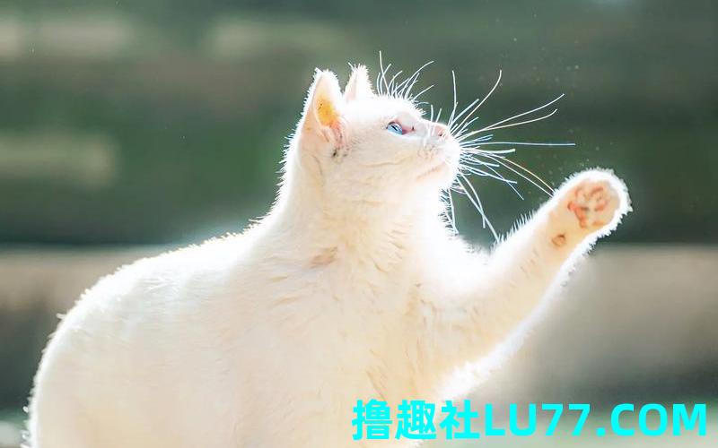 梦见猫帮助自己 梦见猫帮助自己