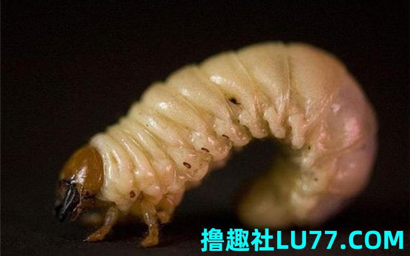 梦见起蛆 梦见起蛆