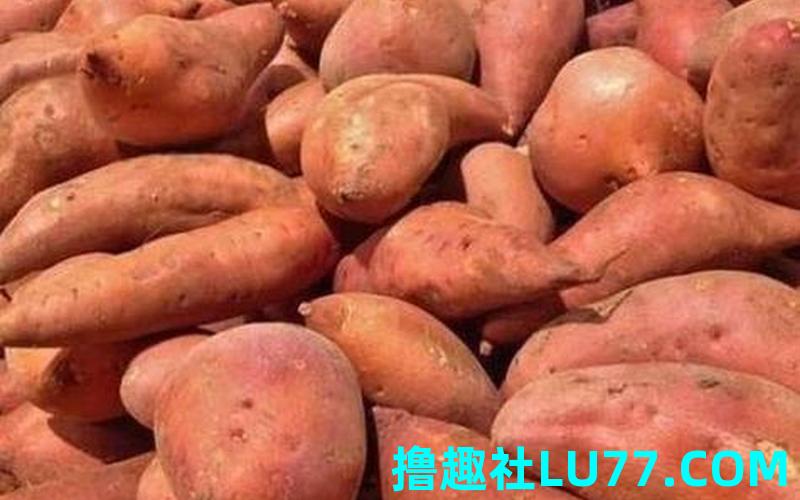 梦见挖番薯