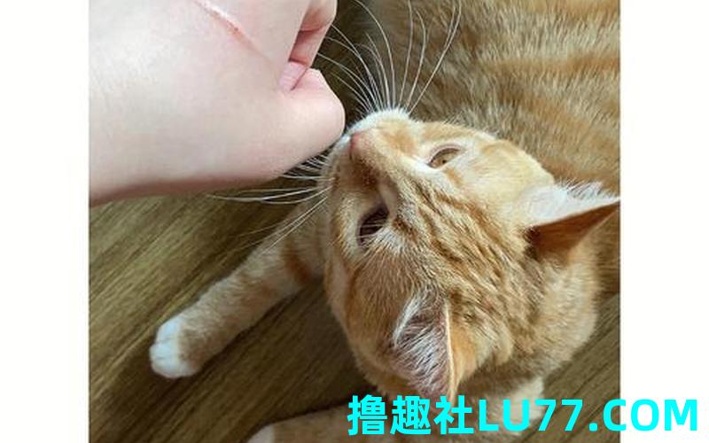 梦见被猫抓破 梦见被猫抓破