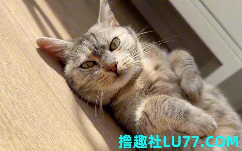 梦见肥猫是什么意思