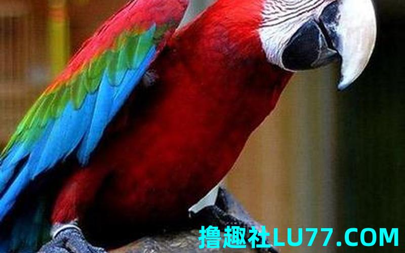 梦见大好不好