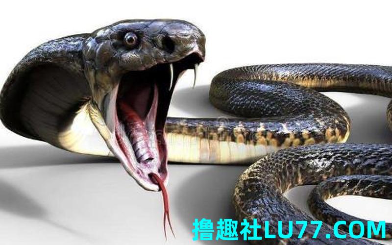 梦见蛇钻进被窝 梦见蛇钻进被窝