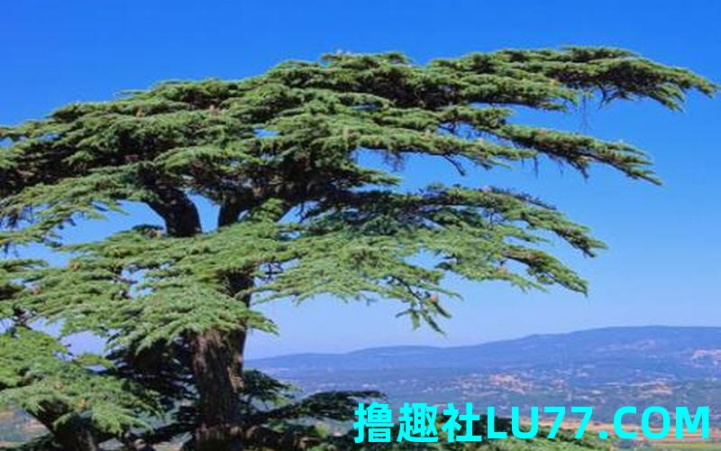梦见砍松树 梦见砍松树