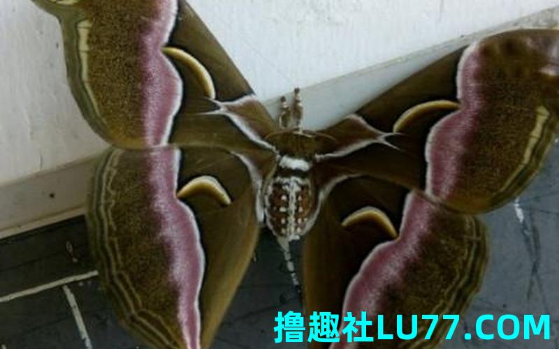 梦见飞蛾是什么意思 梦见飞蛾是什么意思
