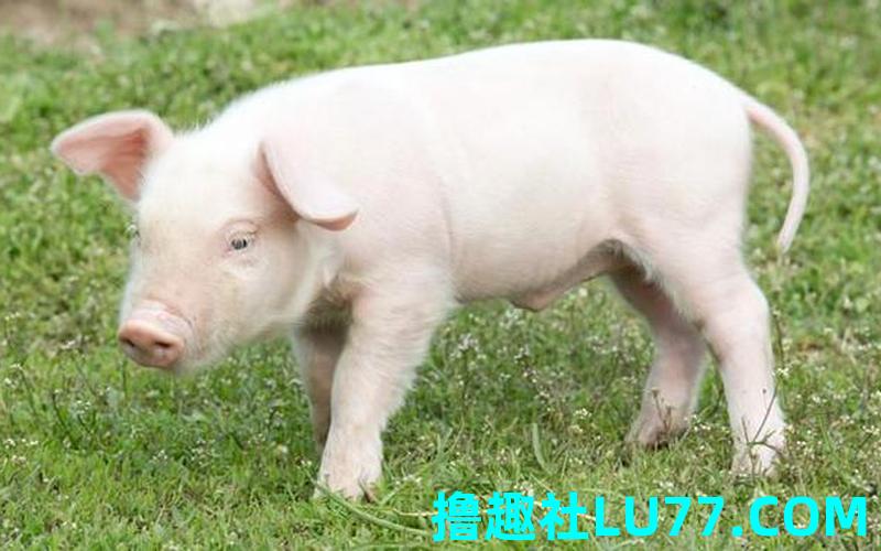 病人梦见出猪 病人梦见出猪