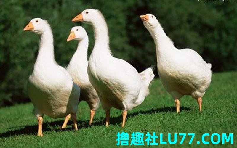 梦见选鸭子 梦见选鸭子