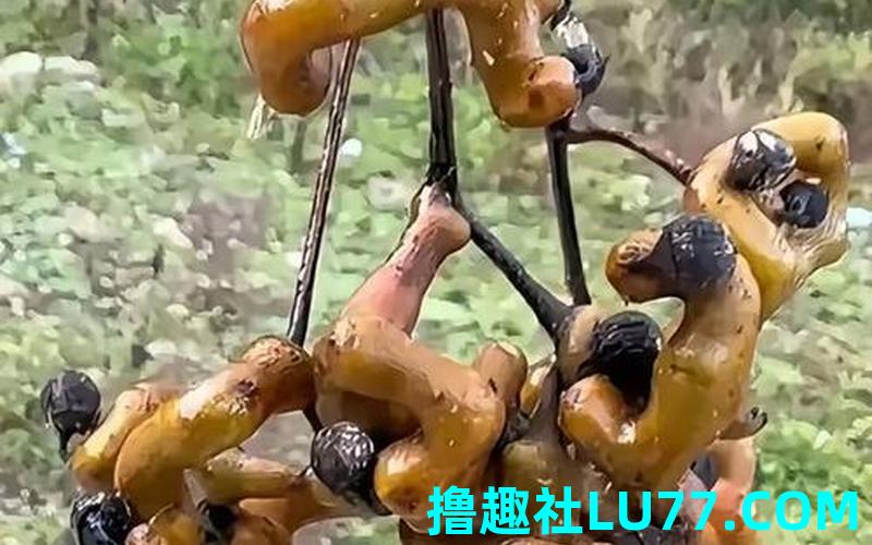 梦见黄屎撅子