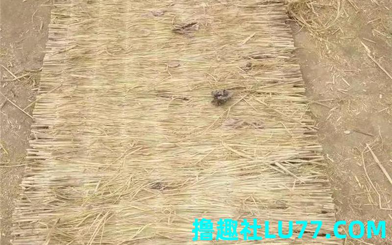 梦见找草苫子 梦见找草苫子