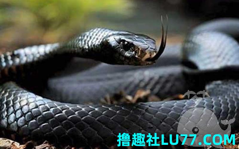 梦见身体黑 梦见身体黑