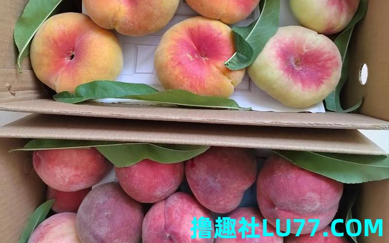 梦见摘蟠桃 梦见摘蟠桃