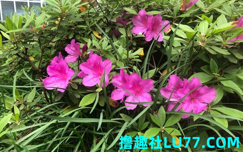 梦见鵑