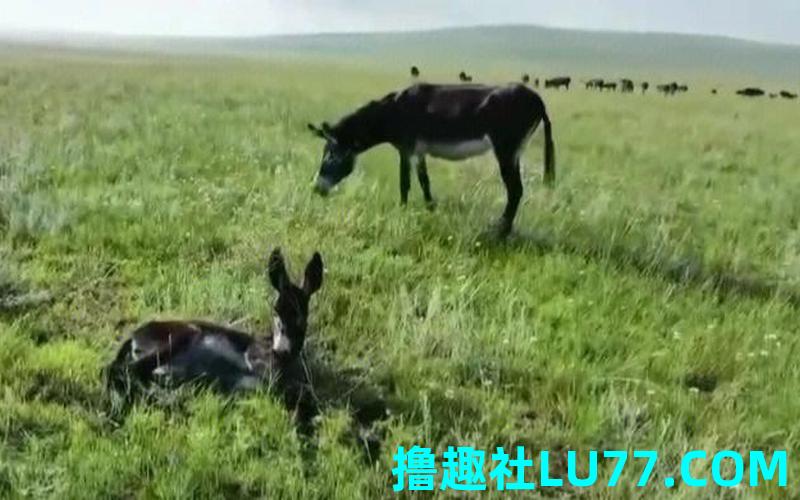 梦见驴有奶