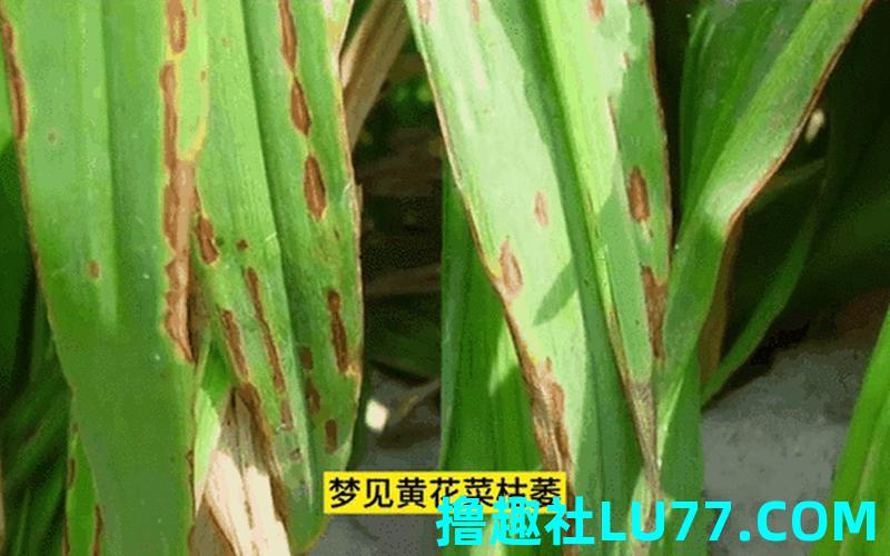 梦见菜掉了