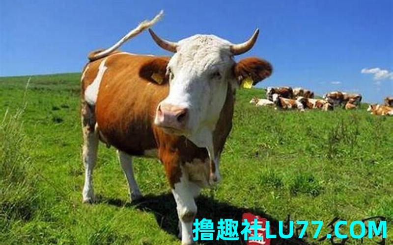 光梦见牛