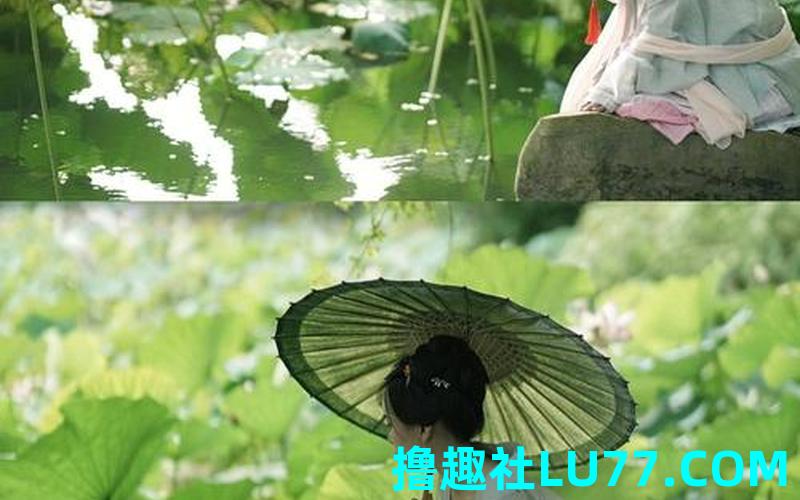 中央梦见桂