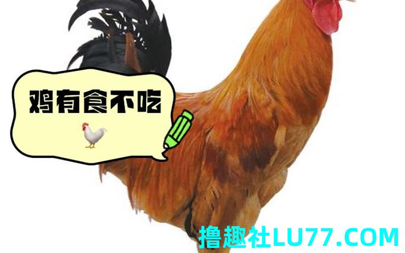 梦见鸡吃自己