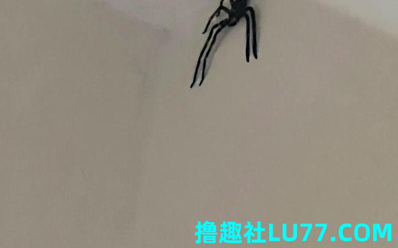 梦见蜘蛛大喊 梦见蜘蛛大喊