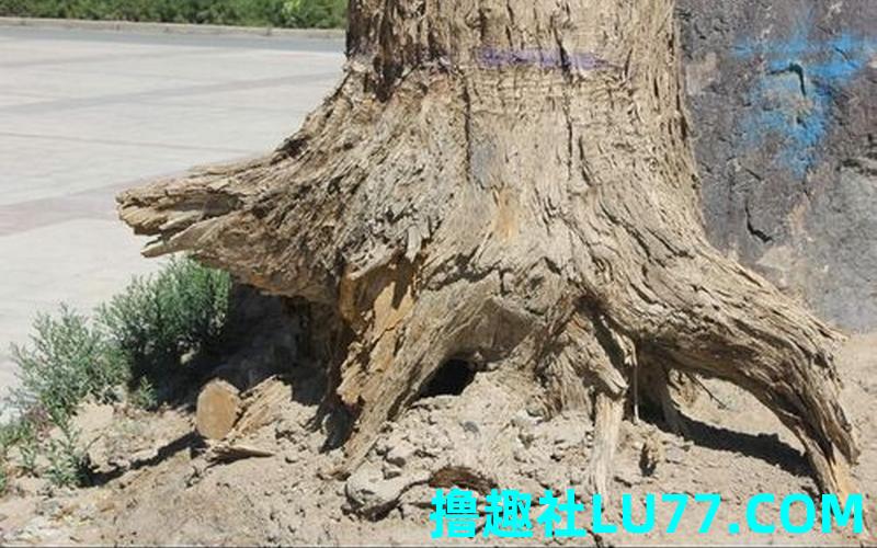 梦见烂树根