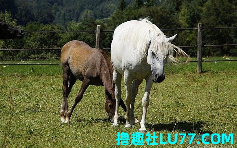 梦见找马锥