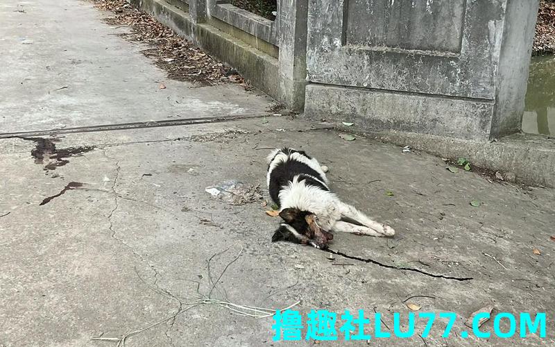 梦见狗被淹死了 梦见狗被淹死了