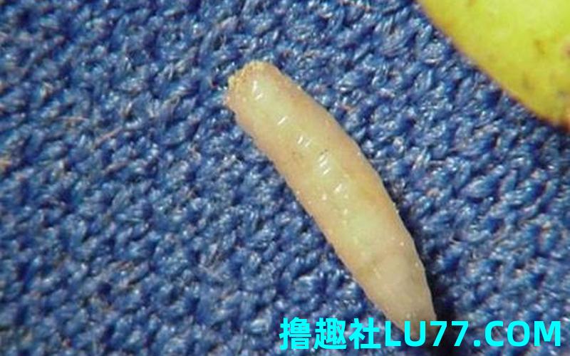 梦见蛐