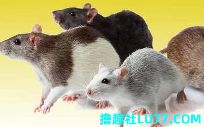 梦见老鼠地上跑