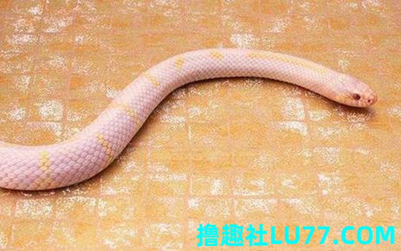 梦见宠物蟒蛇