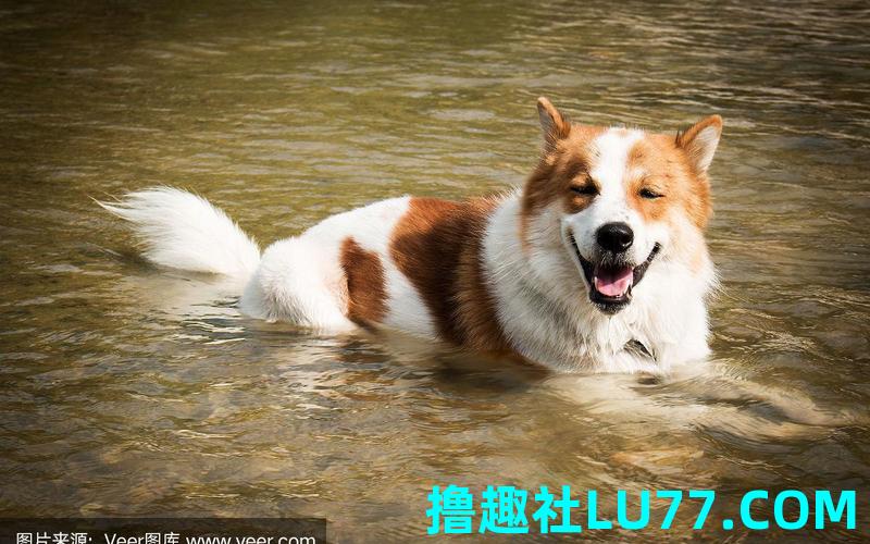 梦见狗掉水里了