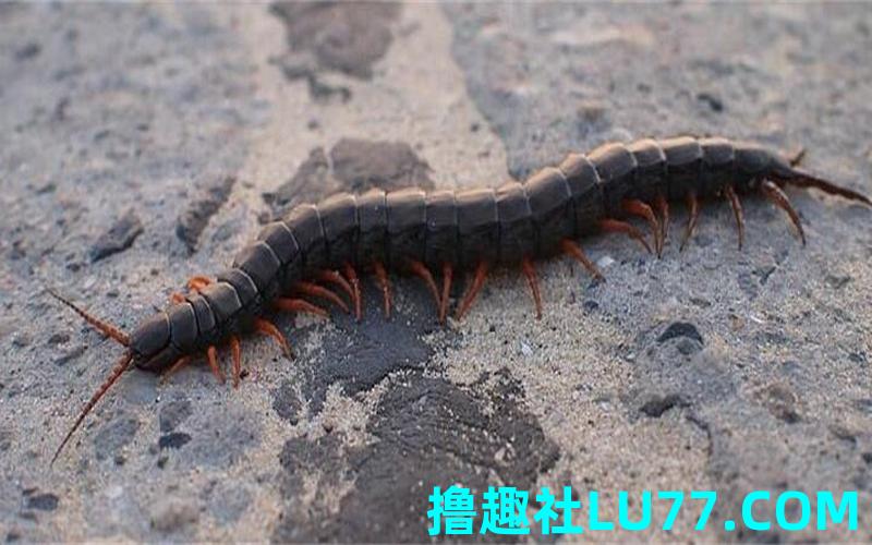 梦见蚣