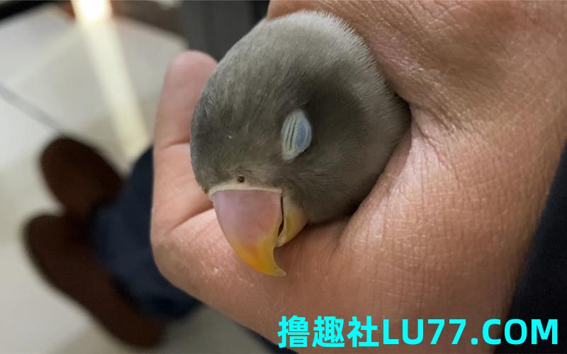 梦见鸟在床 梦见鸟在床