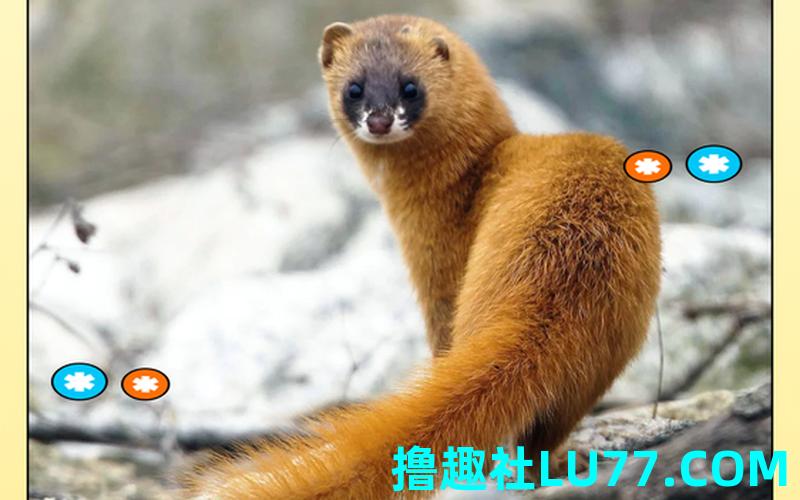梦见逮黄鼠狼 梦见逮黄鼠狼