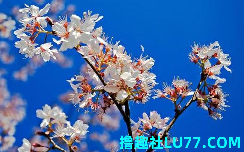 梦见沁