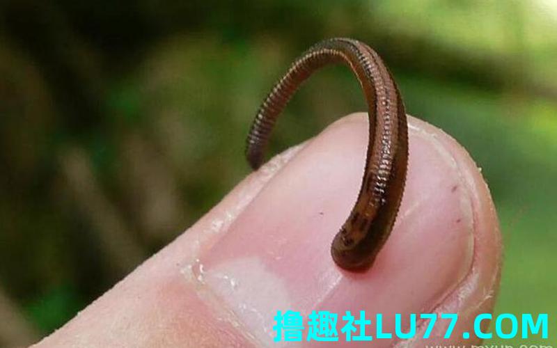 梦见虫子爬到身上